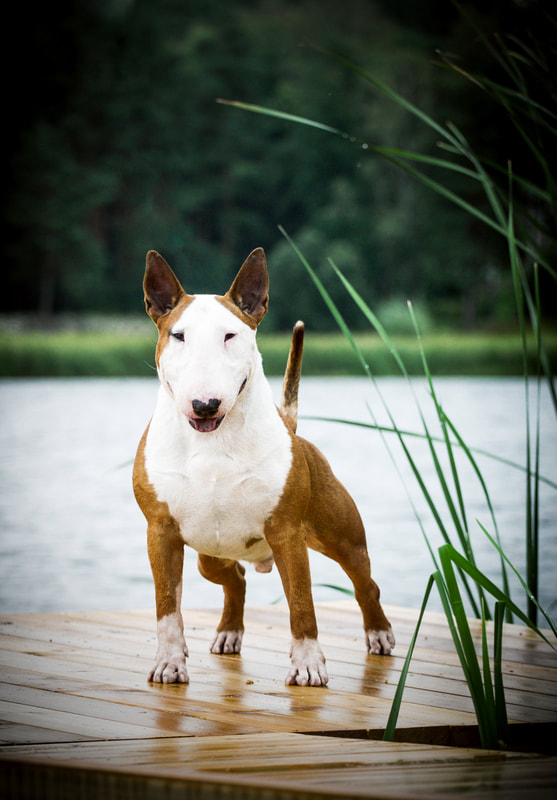 krom Kwelling bezig Bullyrun Obi Wan - Standart & Mininiature Bull Terriers Kennel (FCI - LKD)