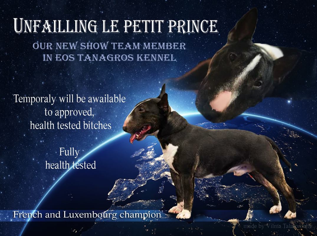 ballet Schat Geelachtig UNFAILLING LE PETIT PRINCE - Standart & Mininiature Bull Terriers Kennel  (FCI - LKD)