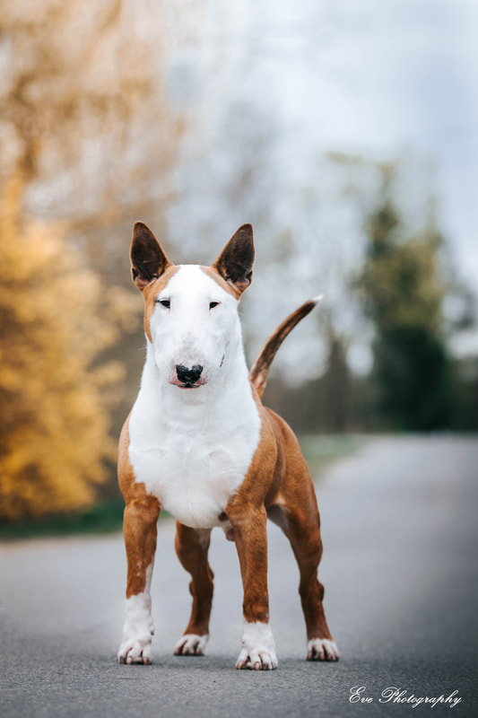 mini bull terrier for sale